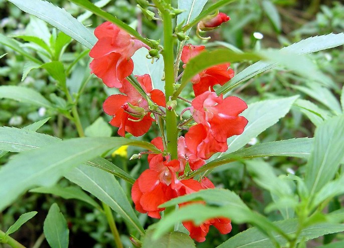 凤仙花的栽培方法